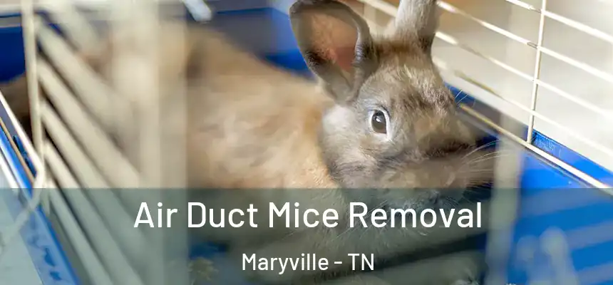 Air Duct Mice Removal Maryville - TN